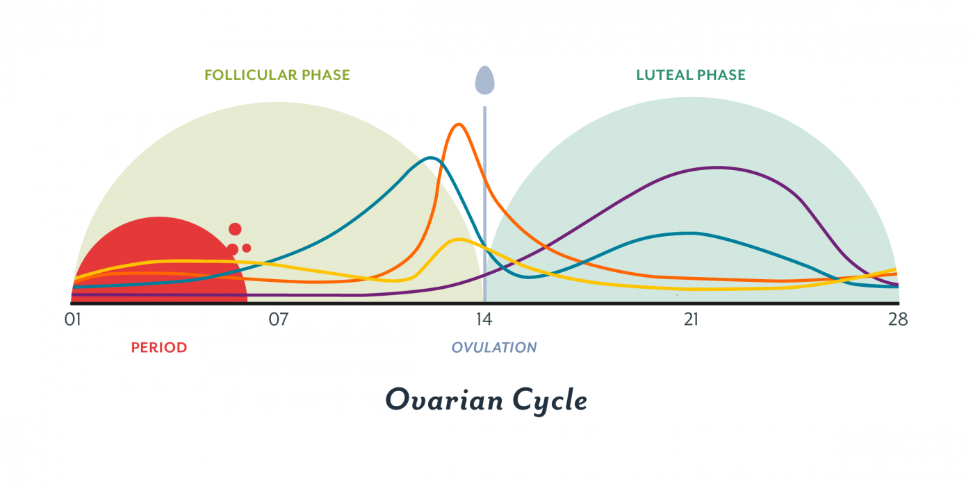 Testosterone Changes Chart